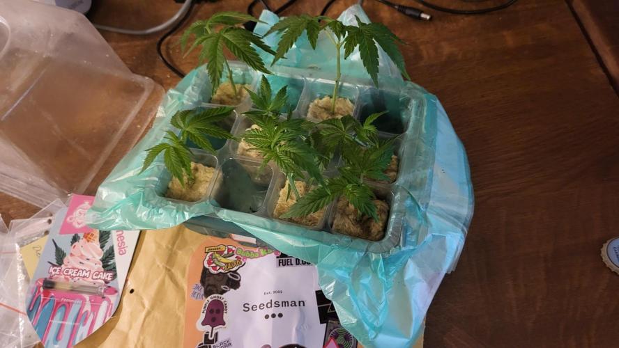 3x Lets Fucking Go , 1x Ice Cream Cake. Week 0 - Starting with cuttings.There are 2 ICC cuts, others are LFG. Your guess..

