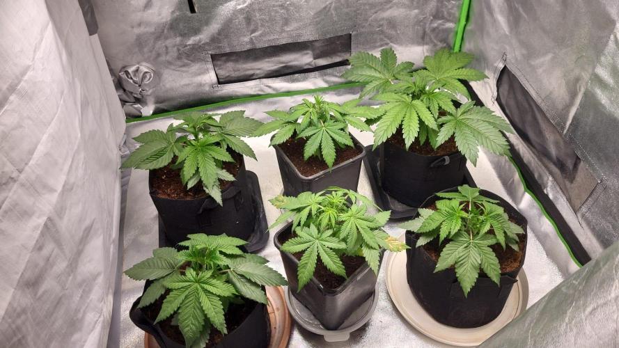 3x Lets Fucking Go , 1x Ice Cream Cake. Week 4 - that squared pots in center.. blueberry autos, see pic 2 but exclude