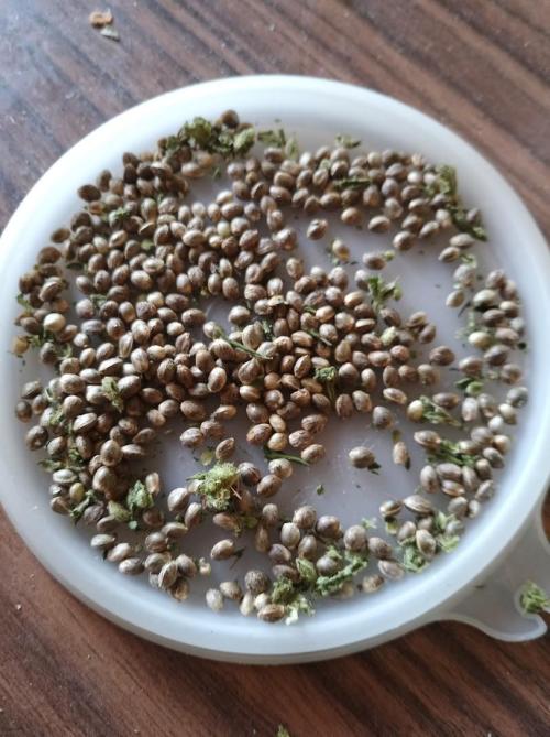 3x Lets Fucking Go , 1x Ice Cream Cake. Week 4 - blueberry auto seeds, selfmade. (exclude for this diary, only for context)