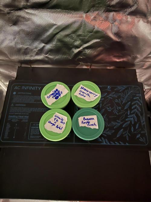 Fastbuds vs Speedrun. Week 0