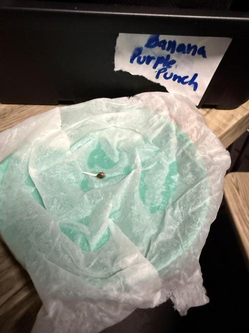 Fastbuds vs Speedrun. Week 0