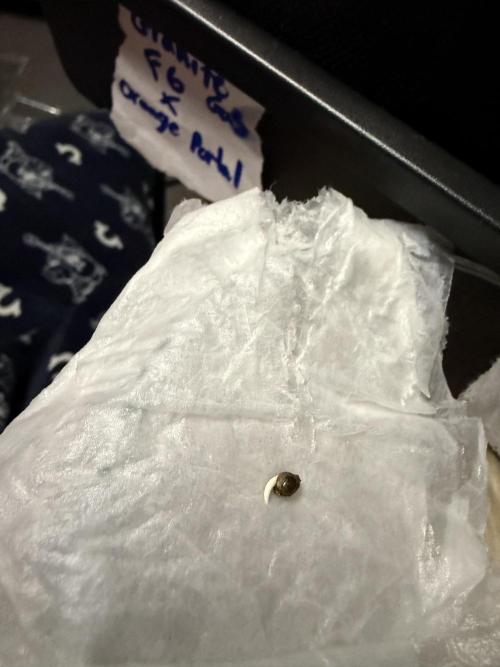 Fastbuds vs Speedrun. Week 0