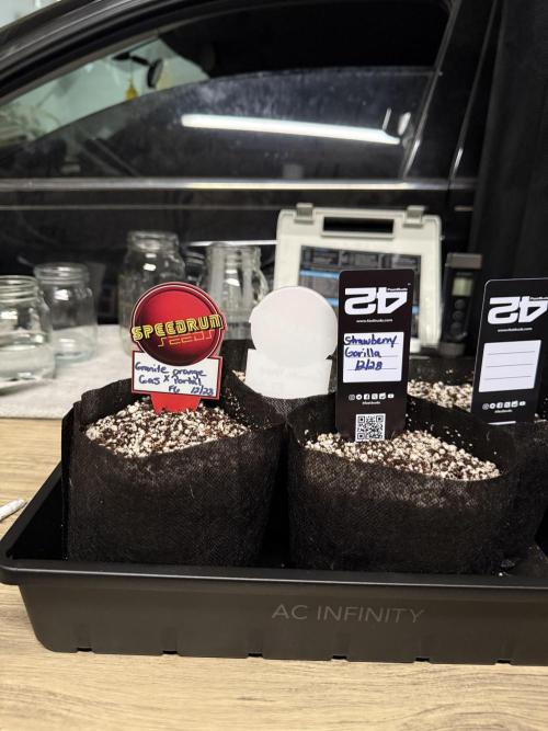 Fastbuds vs Speedrun. Week 0