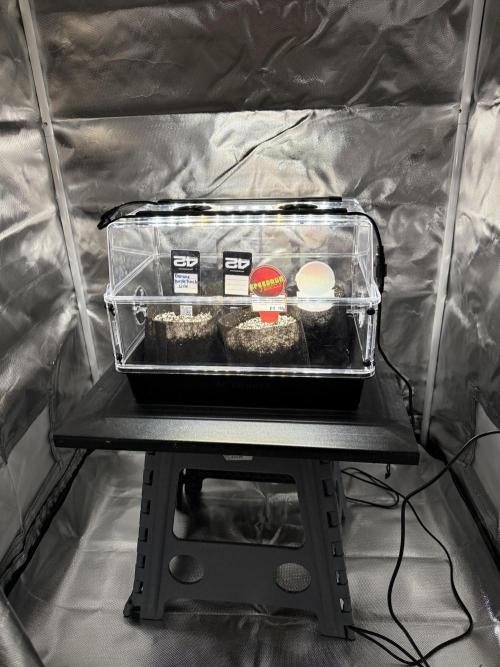 Fastbuds vs Speedrun. Week 0