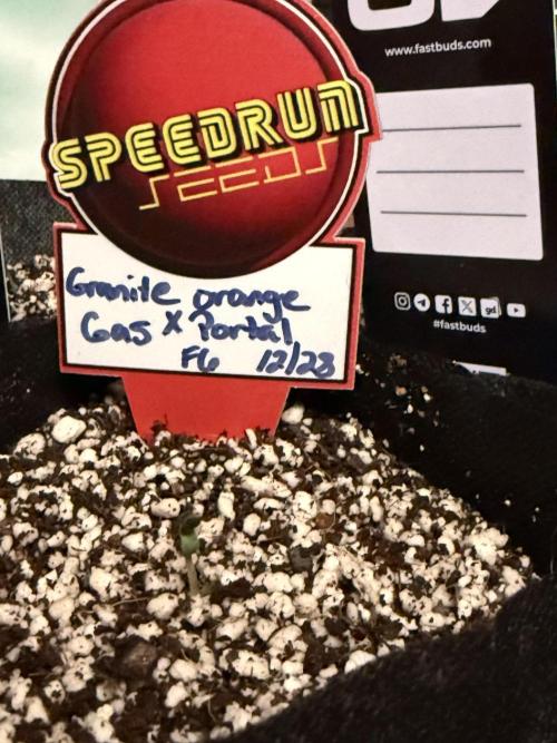 Fastbuds and Speedrun mix. Week 0