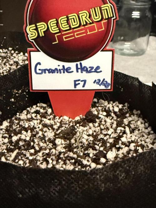 Fastbuds and Speedrun mix. Week 0