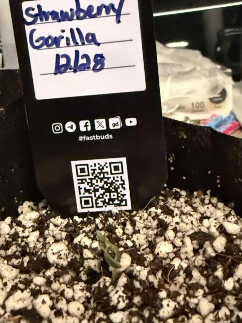 Fastbuds and Speedrun mix. Week 0