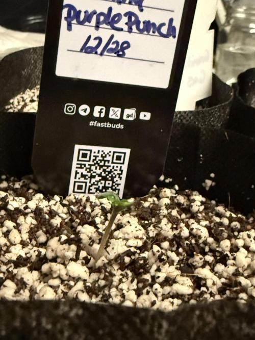 Fastbuds and Speedrun mix. Week 0