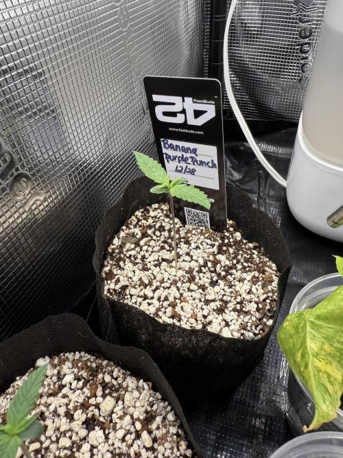 Fastbuds and Speedrun mix. Week 1