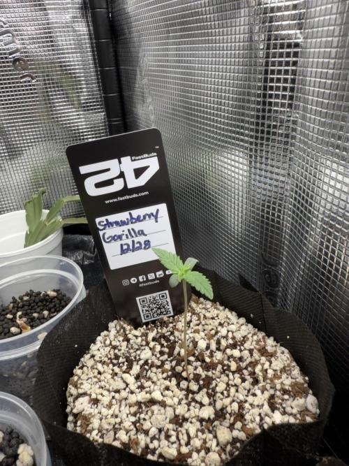 Fastbuds and Speedrun mix. Week 1