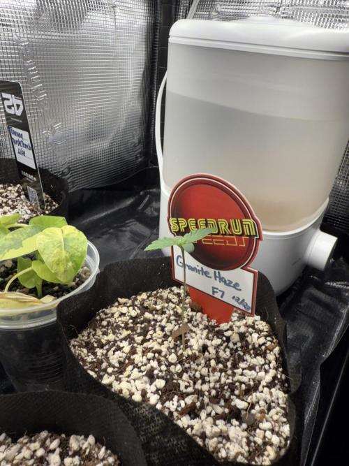 Fastbuds and Speedrun mix. Week 1