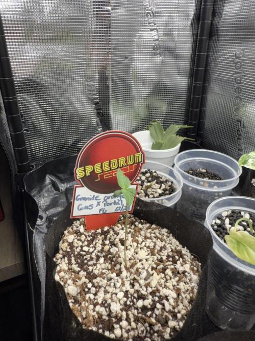 Fastbuds and Speedrun mix. Week 1