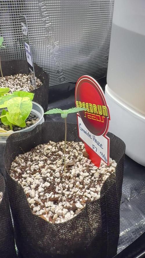 Fastbuds and Speedrun mix