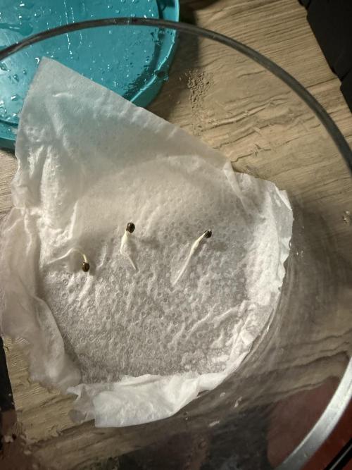 Grape ape and Gorilla purple. Week 0 - 3 grape ape auto