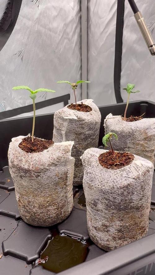 Grape ape and Gorilla purple