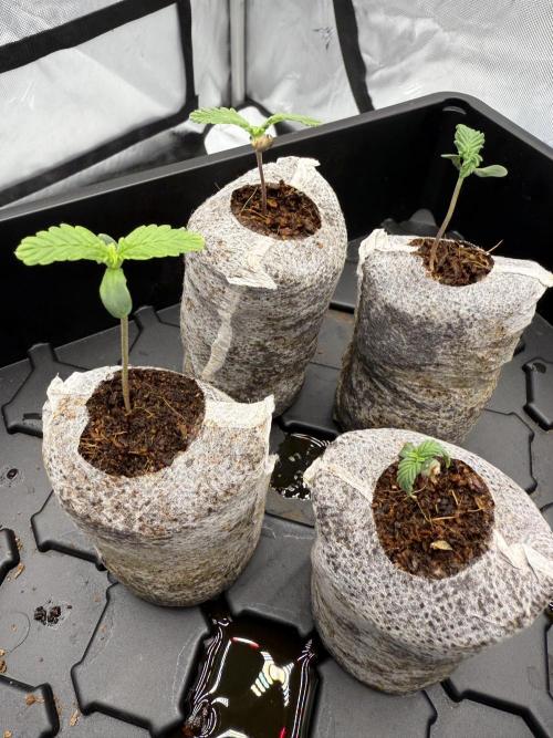 Grape ape and Gorilla purple. Week 1 - Gorilla purple is on the bottom right 