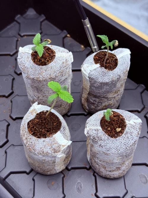 Grape ape and Gorilla purple. Week 1 - Gorilla purple on the bottom right 