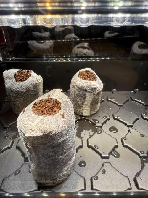 Grape ape and Gorilla purple. Week 0