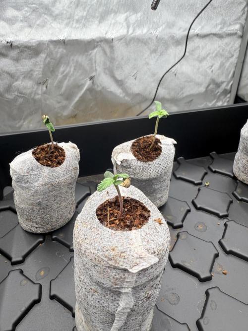 Grape ape and Gorilla purple. Week 0 - 3 grape ape 