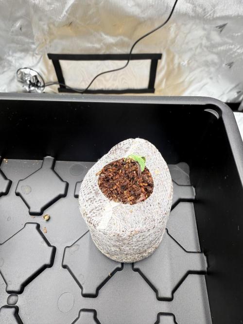 Grape ape and Gorilla purple. Week 0 - Gorilla purple 