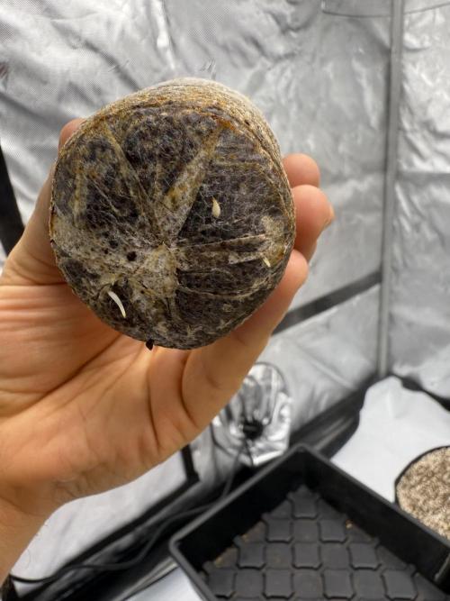 Grape ape and Gorilla purple. Week 2