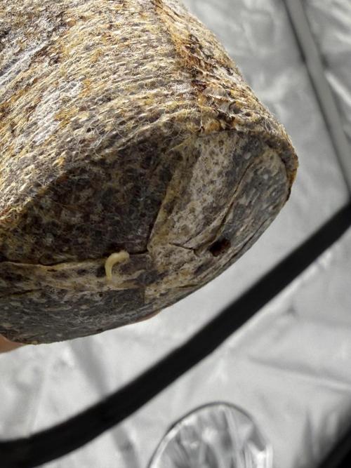 Grape ape and Gorilla purple. Week 2