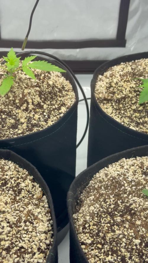 Grape ape and Gorilla purple