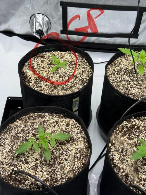 Grape ape and Gorilla purple. Week 2