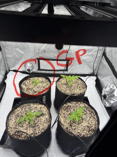 Grape ape and Gorilla purple. Week 2