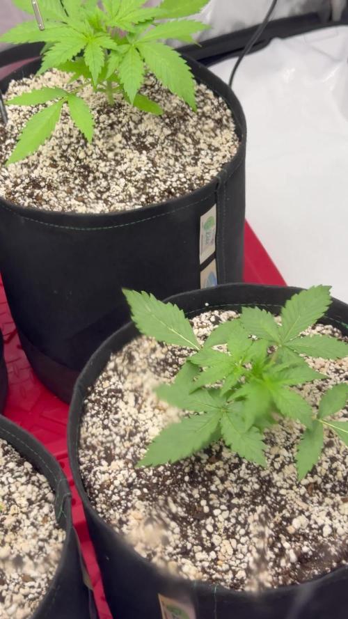 Grape ape and Gorilla purple