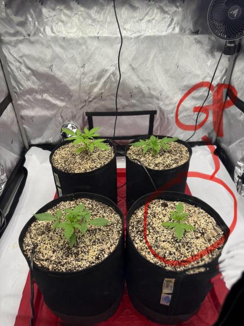 Grape ape and Gorilla purple. Week 3