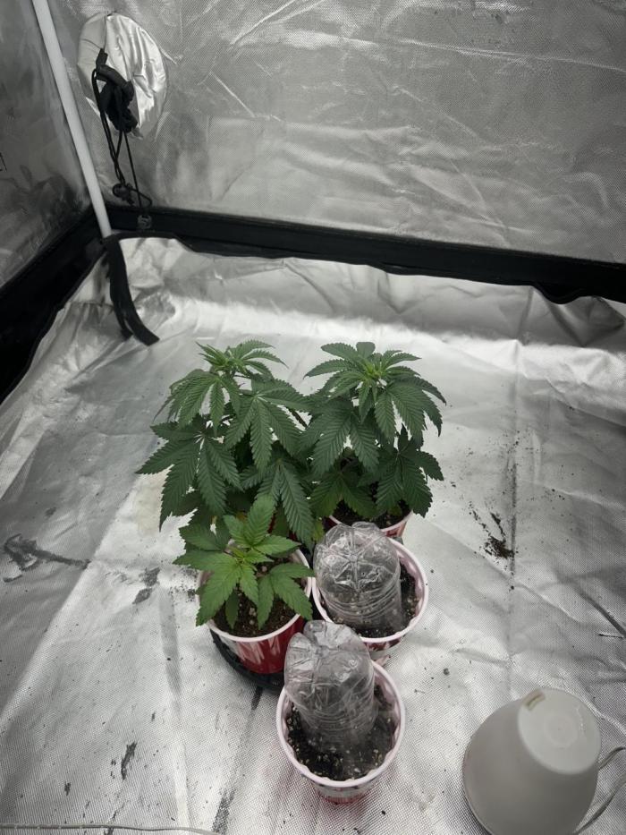 Ethos x Pie. Week 2 - Around 3 weeks 