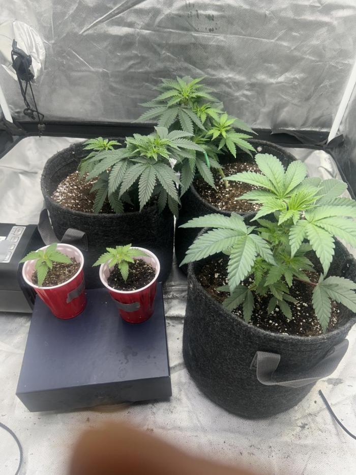 Ethos x Pie. Week 8 - Going on two months I’ve done some lst 