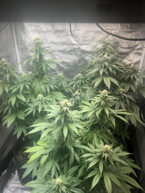 Ethos x Pie. Week 6