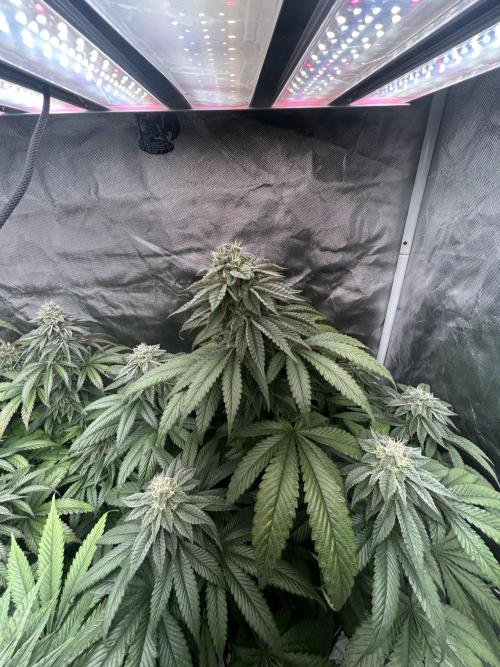 Ethos x Pie. Week 10