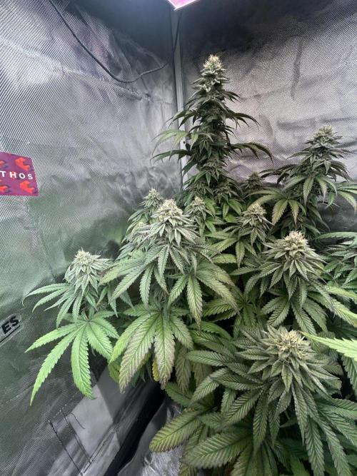 Ethos x Pie. Week 10