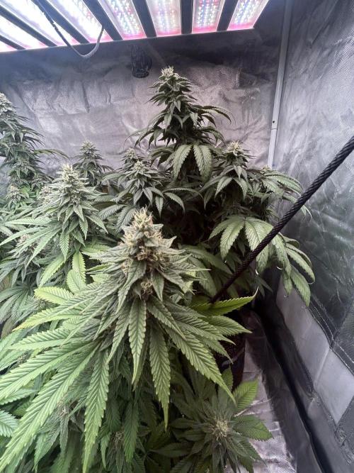 Ethos x Pie. Week 10