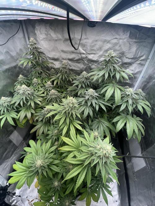 Ethos x Pie. Week 10