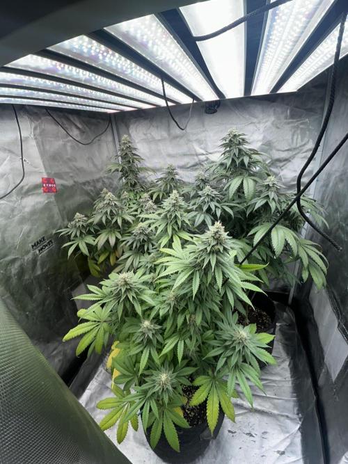 Ethos x Pie. Week 10