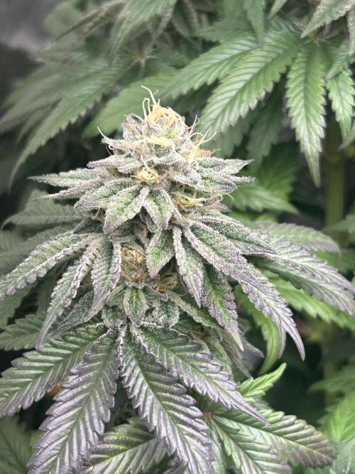 Ethos x Pie. Week 11