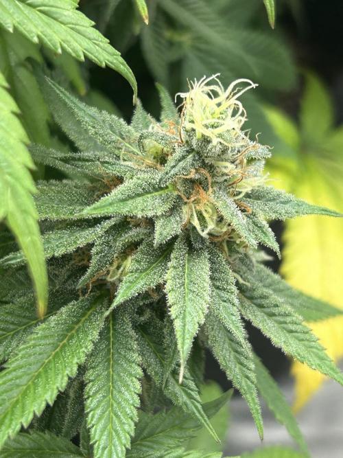 Ethos x Pie. Week 11