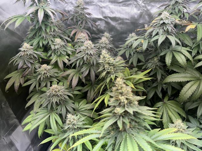 Ethos x Pie. Week 11