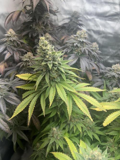 Ethos x Pie. Week 12
