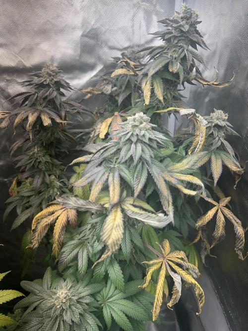 Ethos x Pie. Week 12