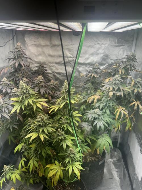 Ethos x Pie. Week 12
