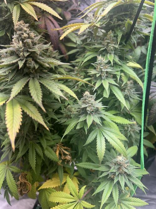 Ethos x Pie. Week 12