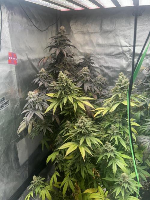 Ethos x Pie. Week 12