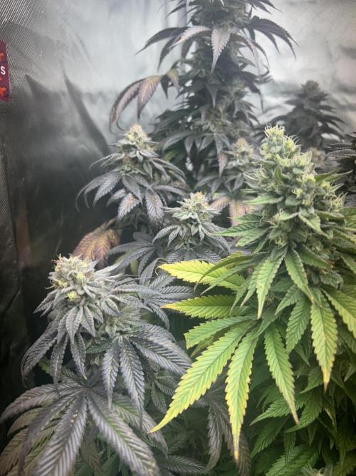 Ethos x Pie. Week 12