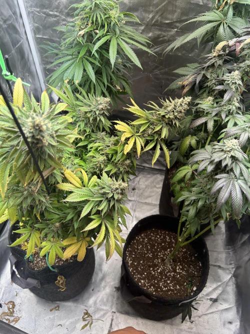 Ethos x Pie. Week 13