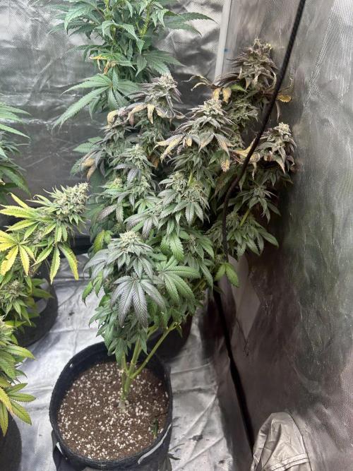 Ethos x Pie. Week 13